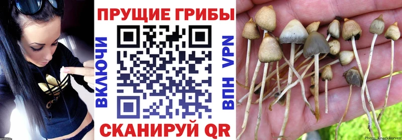 где продают наркотики  Заволжск  Псилоцибиновые грибы мицелий 
